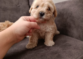 Maltipoo yavruları